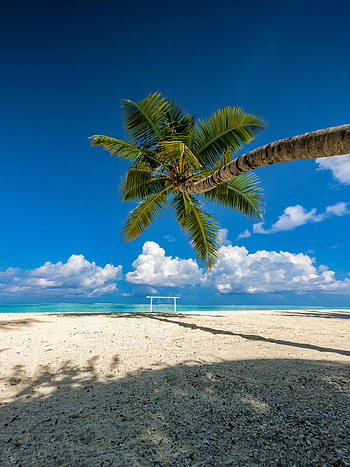 Nature, Sea, Beach, Summer, Palm, Tropics HD phone wallpaper