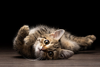 Adorable Kitten – Playful Cat in Stunning Detail, kitten, Animal, cat HD wallpaper
