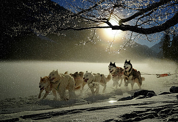 Dogs, run, winter, outdoor HD wallpaper