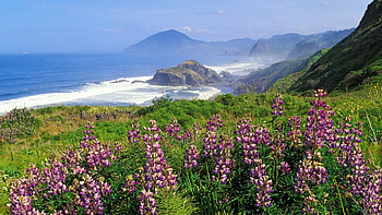 Nature, Flowers, Mountains, Sea, Waves, Shore, Bank, Greens HD wallpaper
