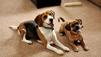 Animals, Dogs, Sit, Couple, Pair, Puppies, Waiting, Expectation, Beagle HD wallpaper