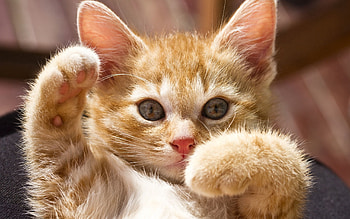 Animals, Light, Kitty, Kitten, Light Coloured, Playful, Paws HD wallpaper