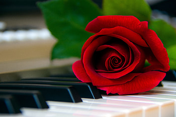 Flowers, Piano, Flower, Rose Flower, Rose, Keys HD wallpaper