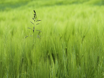 Plants, Grass HD wallpaper