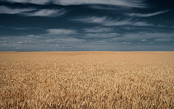 Landscape, Fields, Wheat HD wallpaper