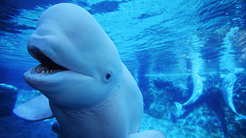 Beluga Whale, Oceanic beauty, Arctic inhabitant, Unique species HD wallpaper