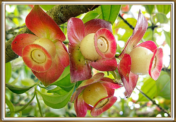 UNUSUAL FLOWERS, PRETTY, NATURE, FLOWERS HD wallpaper