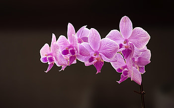Moth Orchids, nature, pink, orchid, flower HD wallpaper