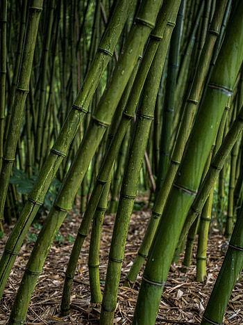 Plants, Nature, Bamboo, Grove HD phone wallpaper
