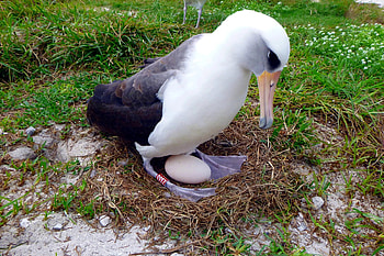 Wisdom the albatross, Living testament to time, Remarkable breeding record, Natural marvel HD wallpaper