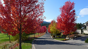 Red Maples street, fall, landscape, street, trees, row, leafs, maples HD wallpaper