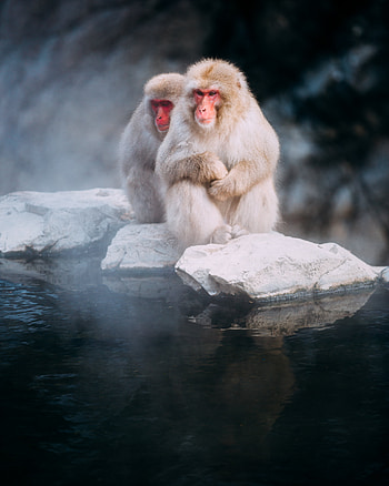 Animals, Stones, Monkeys, Fog, Macaque, Macaques HD phone wallpaper