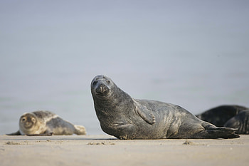 Animals, Sand, Fur Seal, Mammal HD wallpaper