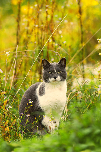 Animals, Flowers, Grass, Cat, Pet HD phone wallpaper
