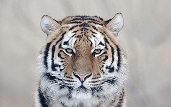 Animals, Muzzle, Predator, Big Cat, Tiger HD wallpaper
