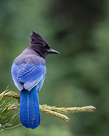 Animals, Bird, Branch, Jay HD phone wallpaper