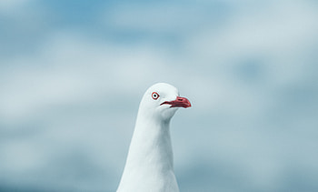 Animals, Bird, Sight, Opinion, Gull, Seagull HD wallpaper