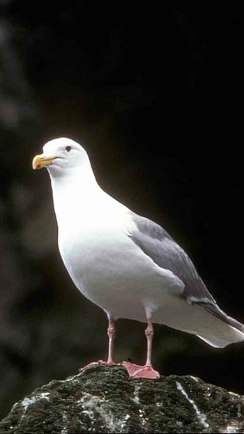 Glaucous, Larus hyperboreus HD phone wallpaper