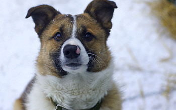 Animals, Fluffy, Dog, Nose, Funny Dog HD wallpaper