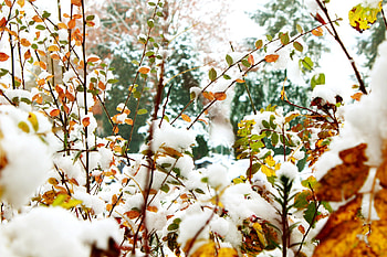 Winter, Nature, Snow, Branches, Foliage HD wallpaper