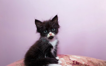 Animals, Kitty, Kitten, Sight, Opinion, Sweetheart, Nice HD wallpaper