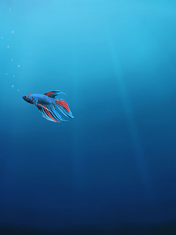Lonely fish, Submerged world, , Marine creatures HD phone wallpaper