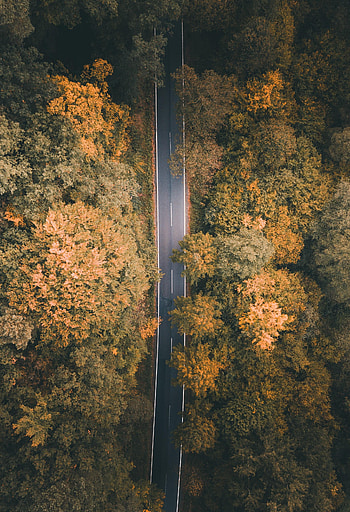Nature, Trees, View From Above, Road, Markup, Forest HD phone wallpaper