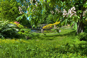 Nature, Bloom, Flowering, Garden, Spring, Clear, I See, Chestnut HD wallpaper