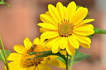 Flowers, Flower, Bud, Sunflower HD wallpaper