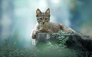 Lynx, cat, cub, pisici, animal, kitten HD wallpaper