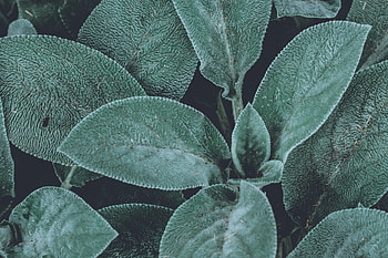 Leaves, Plant, Macro, Fluffy HD wallpaper