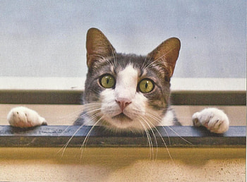 Cat, cute, feline, paws HD wallpaper