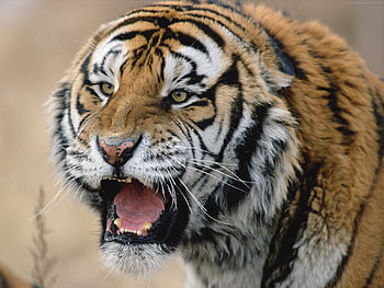 Powerfull tiger, powerfull, tiger, animals, cat, tigre, feline HD wallpaper