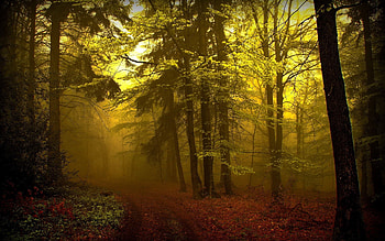 Nature, Trees, Forest, Fog, Path, Trail, Haze, Young Growth, Teen, Mysterious HD wallpaper