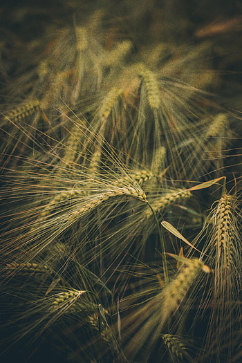 Nature, Grass, Wheat, Field, Ears, Spikes HD phone wallpaper