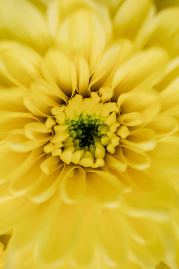 Macro, yellow flower HD phone wallpaper