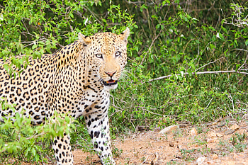 Animals, Cheetah, Leopard, Predator, Sight, Opinion HD wallpaper