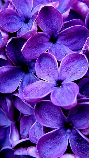 Flower, Purple Color, Flowers HD phone wallpaper