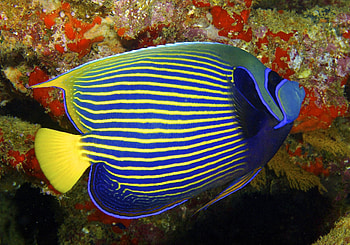 Angelfish for , Stunning , Aquatic beauty, Captivating screens HD wallpaper