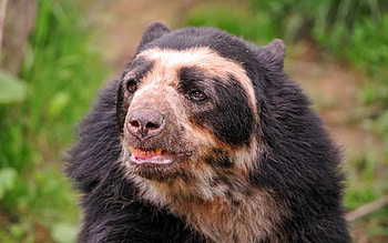 Animals, Muzzle, Bear, Sight, Opinion, Cool HD wallpaper