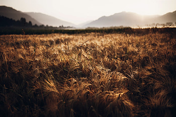 Wheat, Field, Nature, Summer, Sunny HD wallpaper