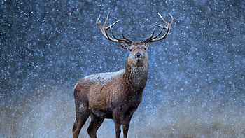 24 reindeer , Variety of scenes, Majestic animals, Stunning beauty HD wallpaper