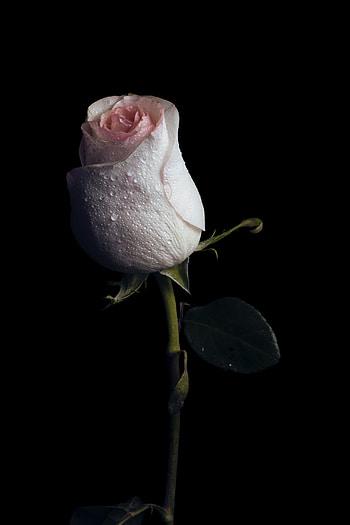 Flowers, Drops, Rose Flower, Rose, Bud HD phone wallpaper