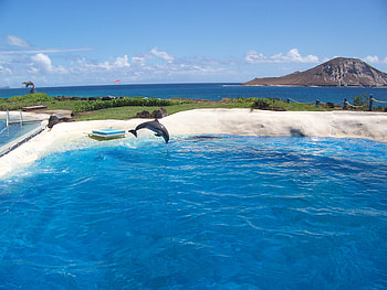 Nature, Sea, Shore, Bank, Dolphin HD wallpaper