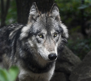 Predator, wolf, muzzle, animal HD wallpaper