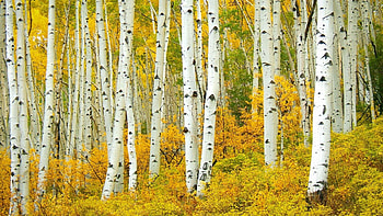 Birch tree , 26 , Birch tree HD wallpaper
