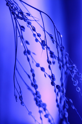 Lilac, Plant, Macro, Blur, Smooth, Branch HD phone wallpaper