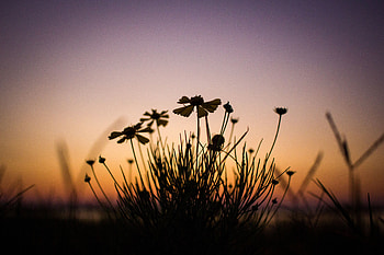 Flowers, Twilight, Plant, Dark, Dusk HD wallpaper