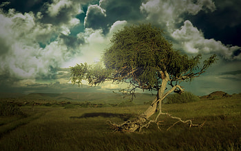 Gone, lonely HD wallpaper