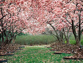 Spring, Nature, Trees, Pink, Bloom, Flowering, Garden HD wallpaper